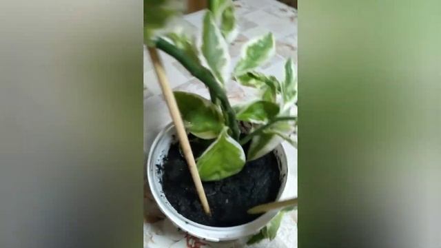 Педилантус. Укоренение. ВиленаЦветкова