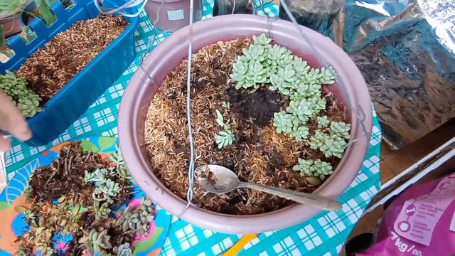 #060  Bakit Kailangan Magpugot Ng Succulents? Advantages+Care Tips/Succulent Davao
