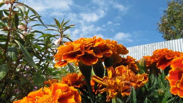 Canon SX200 IS HD. Spider