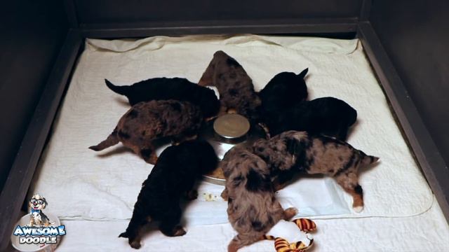 Gucci's AussieDoodle Puppies At 4 Weeks Old