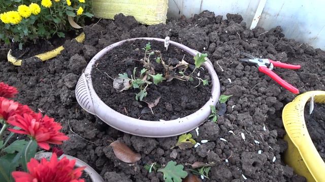 Хризантемы мультифлоры готовим к зимовке