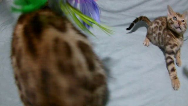 Бенгальские котята - восторг полный!