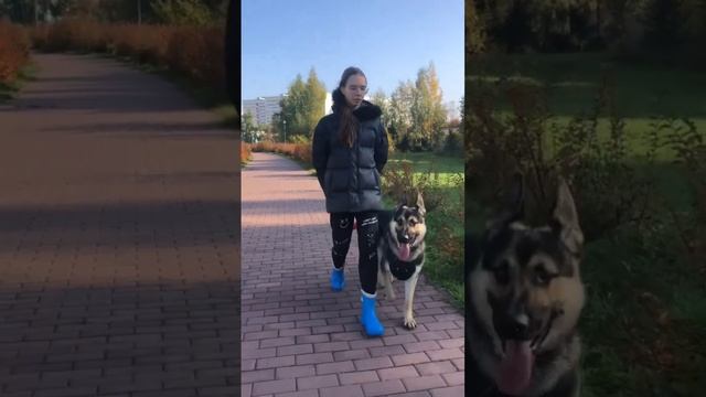 #вео #окд #дрессировкасобаки