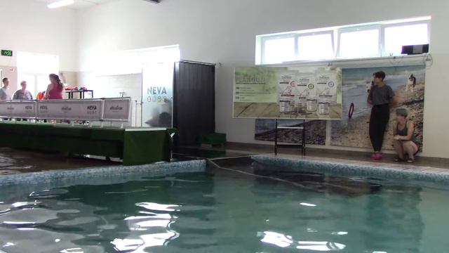 аусси Бумер Dog Diving (1 дивизион) 22.08.20