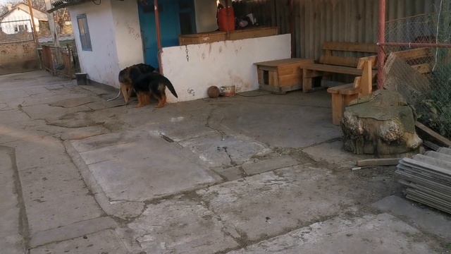 У СОБАКИ ОТИТ ЧТО ДЕЛАТЬ