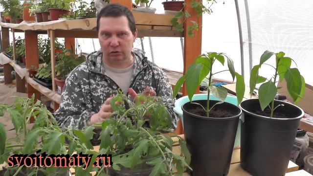 Уход  за взрослой рассадой в горшках большого объема