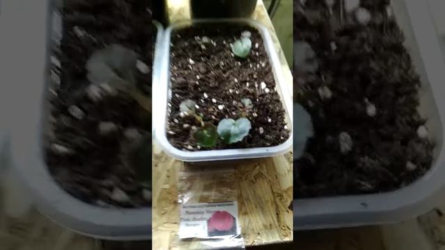 Обзор бегоний из Соло. Всходам месяц.