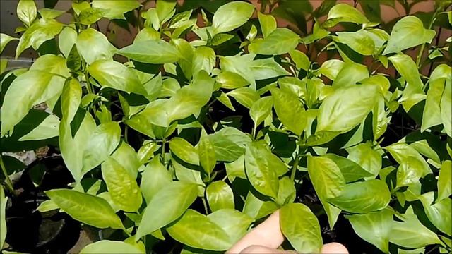 Rasad Chili Bhut Jolokia, Habanero, Jamaican Red, Scotch Bonnet, Tam Jalapeno, Mulato Isleno