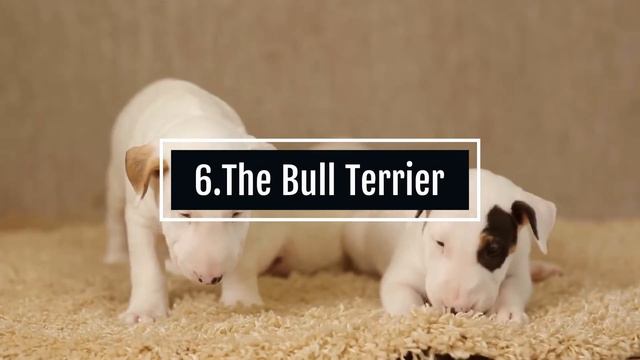 These Low Maintenance Large Dog Breeds For Busy Owners