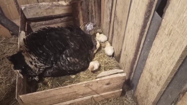 Перестраховались, закупили СЕНО/Очередное пополнение в хозяйстве/ Индейка приняла индюшат!
