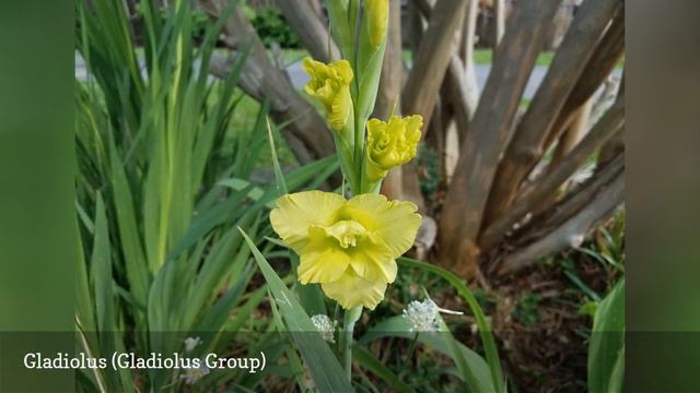 10 Best Green Flowers For The Garden 🛋️