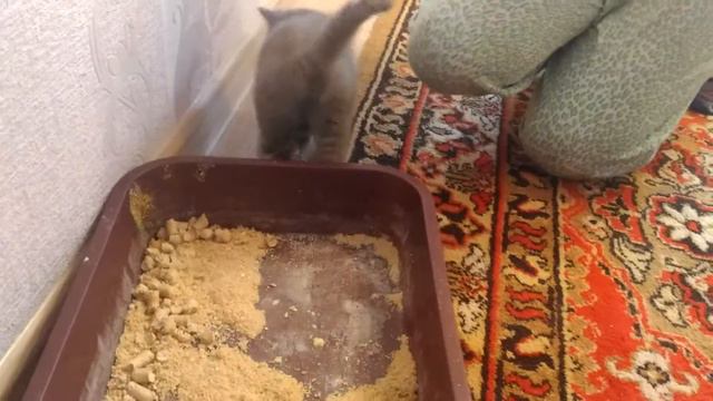 D34ff8590da9d3a3dbc17e2f37c8115f