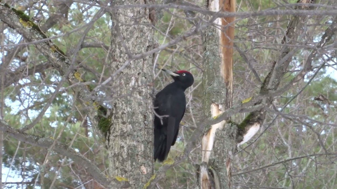 Черный дятел (желна)