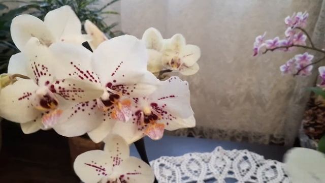 Новая орхидейка. Кротоны.