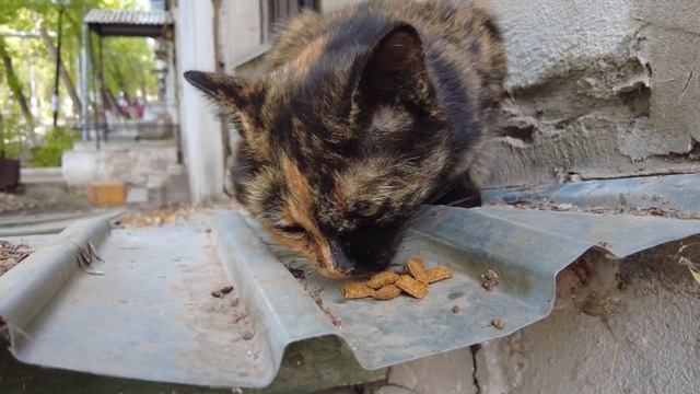 Отвезла кролика в зоопарк | Вечерняя прогулка по Караганде