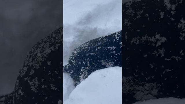 556e9017a3df109168d64ce91dd5a87d