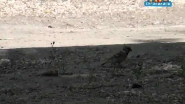 Погода в Суровикино на День города