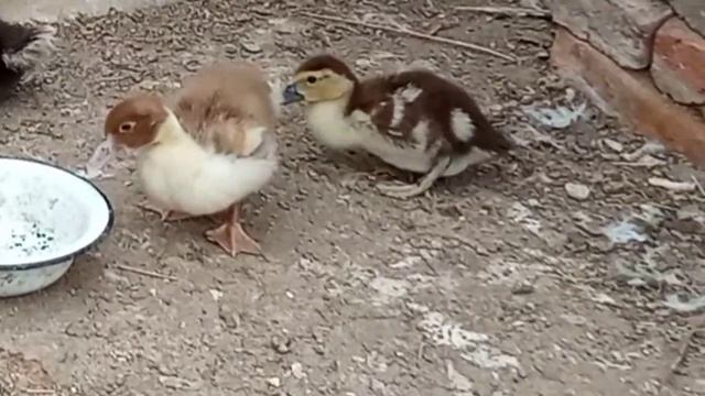 ОТКАРМЛИВАЮ своих утят ЧЕРВЯМИ и ВАРЕНЫМ ЯЙЦОМ. Утята РАСТУТ, как НА ДРОЖЖАХ