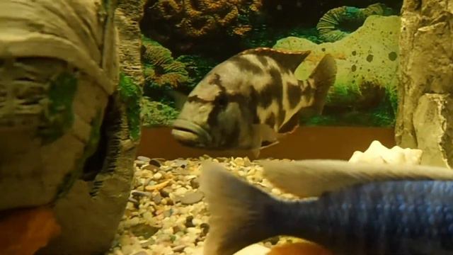 Цихлиды после болезни.