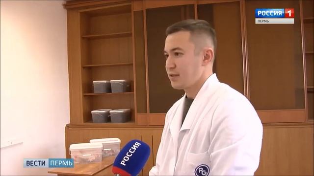 В Перми выводят насекомых, питающихся пластиком