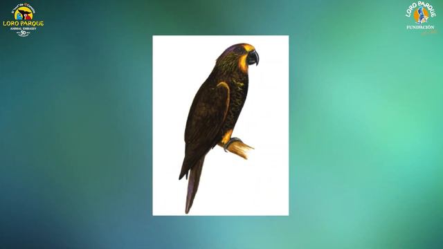 350 Parrot Species  -  #2 Chalcopsitta Duivenbodei