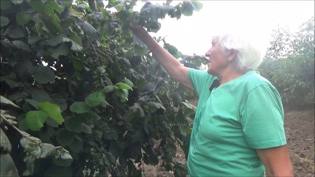 Полив сада  Август 2020