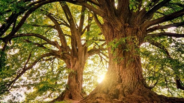 Релакс / Фоновая музыка для сна / Расслабляющая музыка / Сила утра / Relax / Авторская музыка