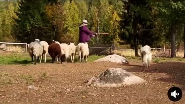 Ненецкая оленегонная лайка (оленегонный шпиц, оленегонка, Nenets Laika)