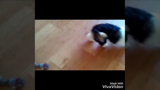 Продаются щенки бивер йорка