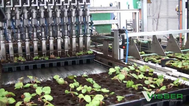 Visser Horti Systems - V-Tray Transplanting Line - Bordon Hill
