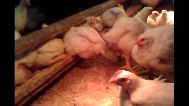 Цыплята бройлеры Кобб-500. День тридцатый