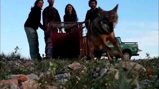 Всем была безрaзлична судьба волка, только один человек остановился!