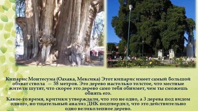 Самые необычные деревья 1