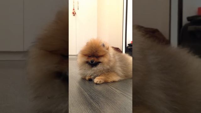 Шпиц немецкий