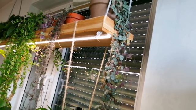 🌱 Co Wisi U Mnie W Salonie? 🌿 | Mini Houseplant Tour 🌱