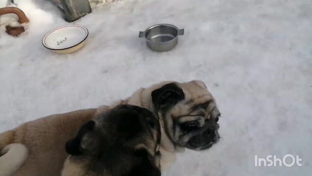 как глистовать собак