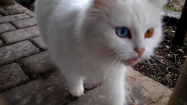 кот с разными глазами