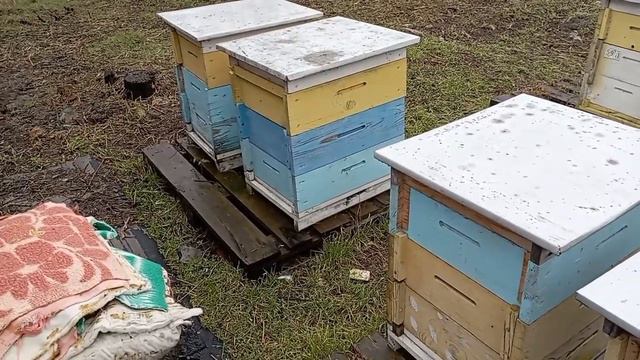 Начинающим пчеловодам к просмотру обязательно!!