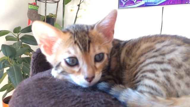 Бенгальская кошечка 2 месяца