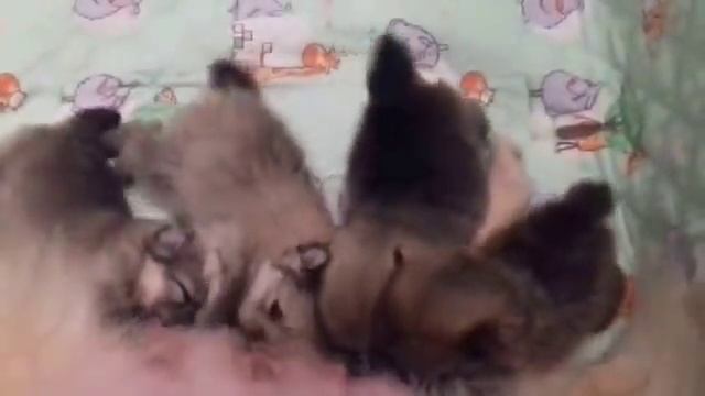 24d5d7be7a49743d2e156a7f68164fa8