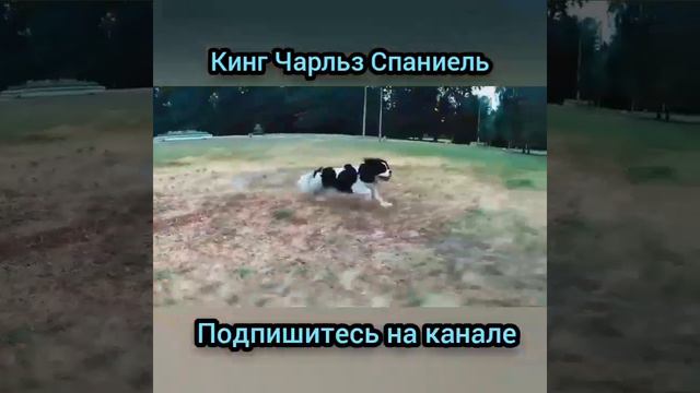 Не удивляйтесь если такой охотник  принесёт вам в зубах утку