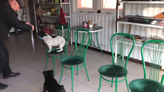 Бульдожий цирк