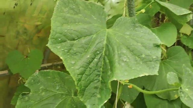 понедельник... И что это такое со мной было 🤔