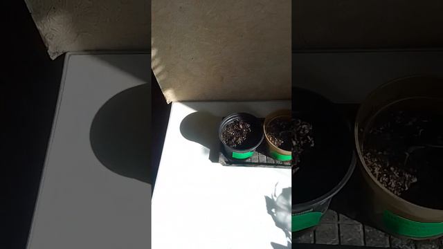 31 марта 2023 г.Сладкий перец. Колифорнийское чудо. жолтый