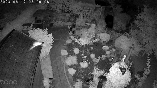 #TP-Link #Tapo #C510W - #śledzenie