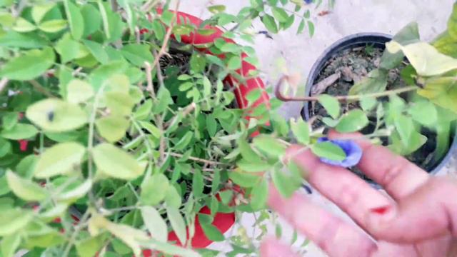 4049e177946cfc41378a099b40713db9