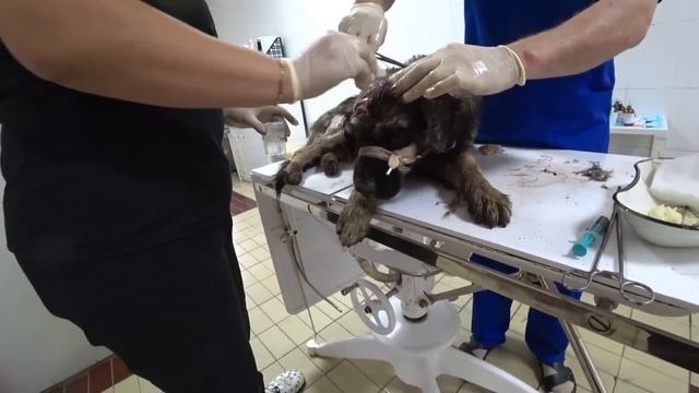 СПАСЕНИЕ СОБАКИ УМИРАЮЩЕЙ НА ДЕТСКОЙ ПЛОЩАДКЕ