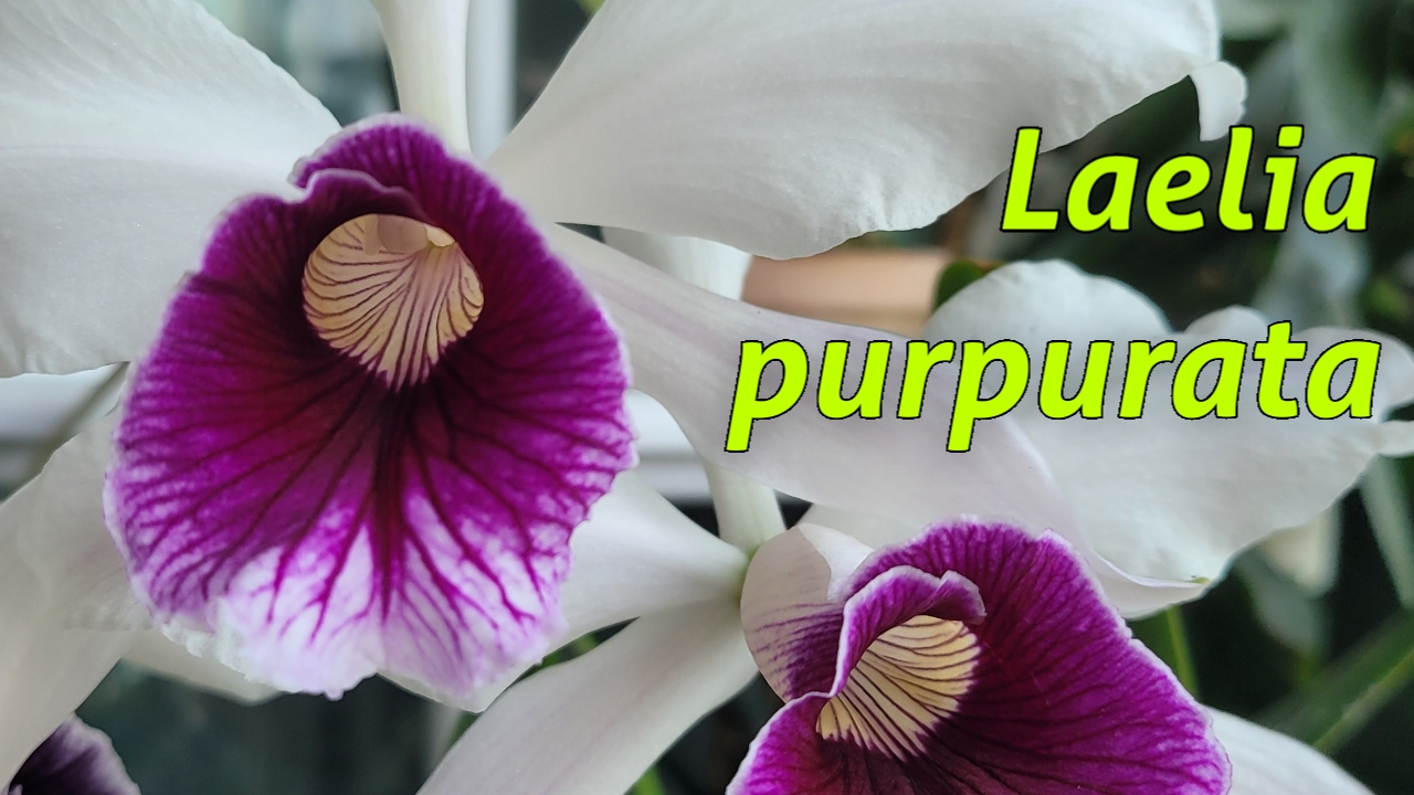 Laelia Purpurata. Моя коллекция.