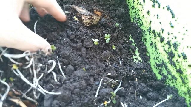 Вермикомпостер зимой на балконе. Червь в холод.