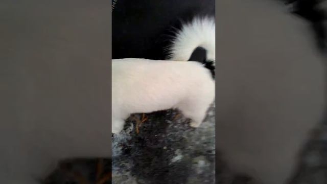 Секреты Профессионального Творца